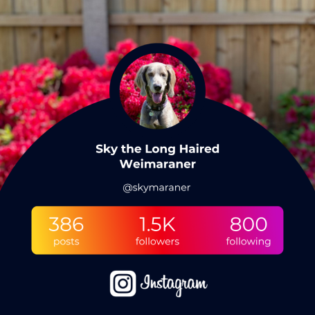 Skymaraner Instagram Account